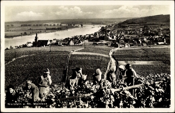 KP Nierstein am Rhein, panorama, vintage