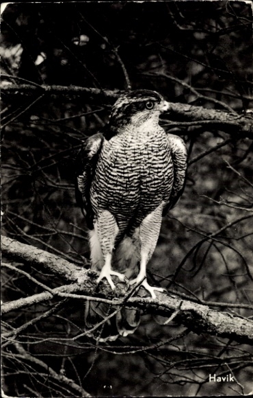 Postcard hawk, bird, branch