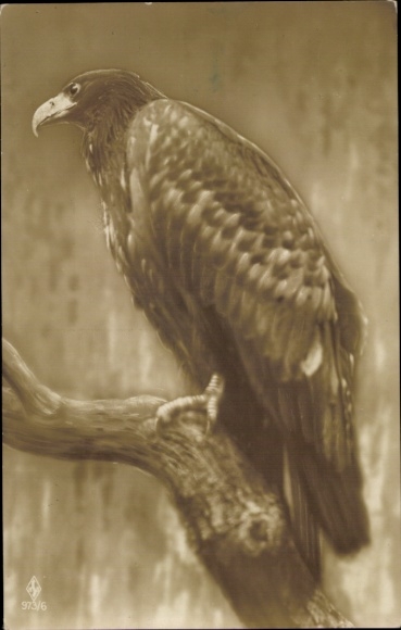 Postcard Eagle, side view