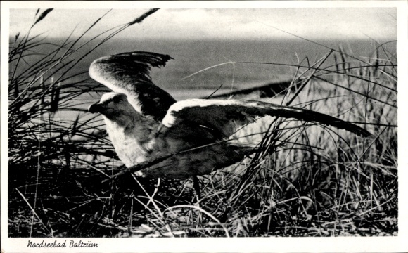 Postcard Island Baltrum in East Frisia, seagull, dune