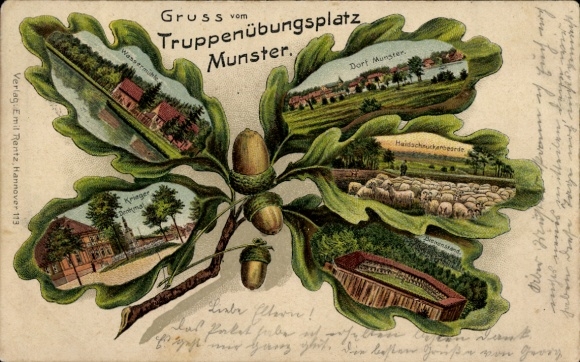 Eichenblatt Litho Munster im Heidekreis, Truppenübungsplatz Munsterlager, Kriegerdenkmal, Schafe