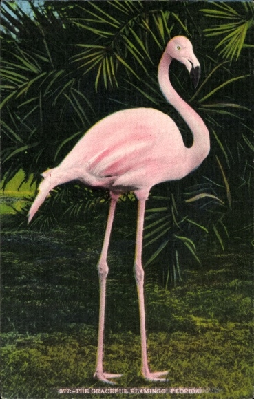 Postcard flamingo in front of palm trees