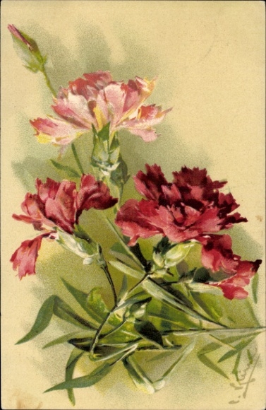 Artist Chromo-Litho Klein, Catharina, Nelken