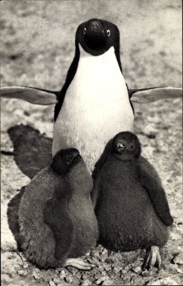 Postcard penguins, penguin mother with her chicks
