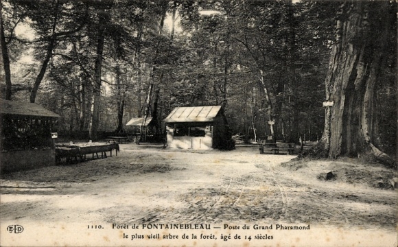 Ak Fontainebleau Seine et Marne, Wald von  Poste du Grand Pharamond, ältester Baum, 14 Jahrhunde 