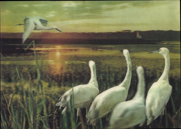 3D Postcard White herons at dusk