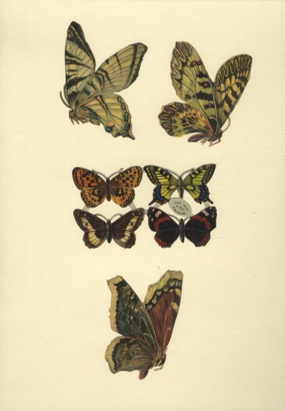 4er Block u. 3 Einzeloblaten Schmetterlinge und Falter, ca. 6 x 11 cm bis 8,5 x 5,5 cm