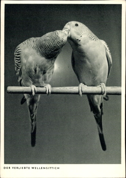 Postcard The budgie in love