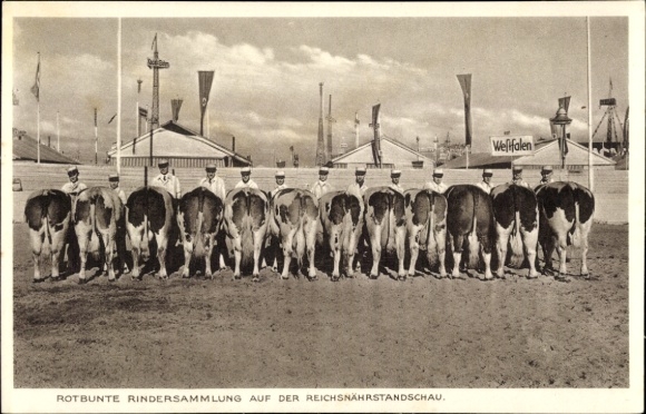 Ak Rotbunte Rindersammlung auf der Reichsnährstandschau