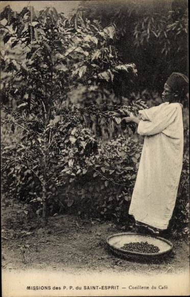 Postcard Coffee Harvest in Africa, Missionaries of the Holy Spirit