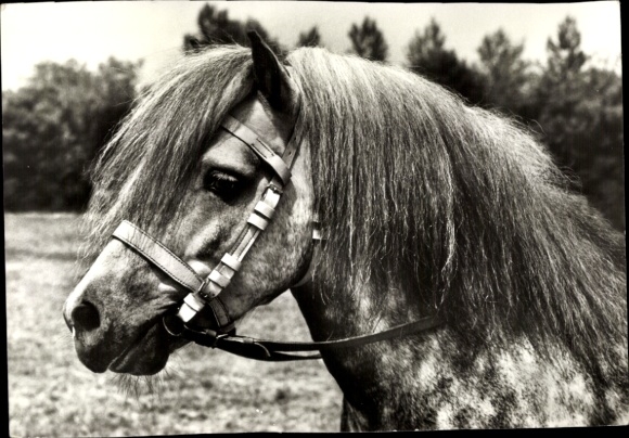 Postcard Shetland pony stallion Norman, horse head with bridle, long mane