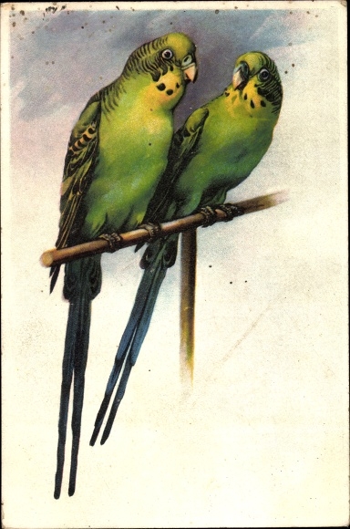 Artist Postcard Two green budgerigars on a stick