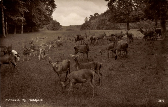 Postcard Putbus on the island of Rügen, Putbus wildlife park with fallow deer