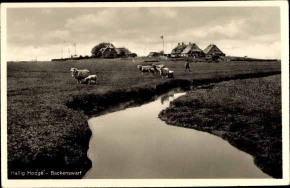 Postcard Hallig Hooge in North Frisia, Backenswarf, sheep