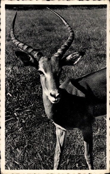 Postcard Without antelope, antelope