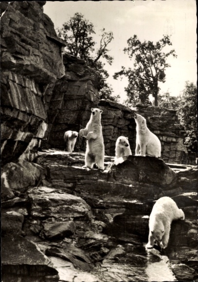 Ak Berlin Lichtenberg Friedrichsfelde, Tierpark Berlin, ijsberen