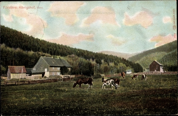Ak Sieber Herzberg am Harz in Nedersaksen, boswachtershuis, koeienweide
