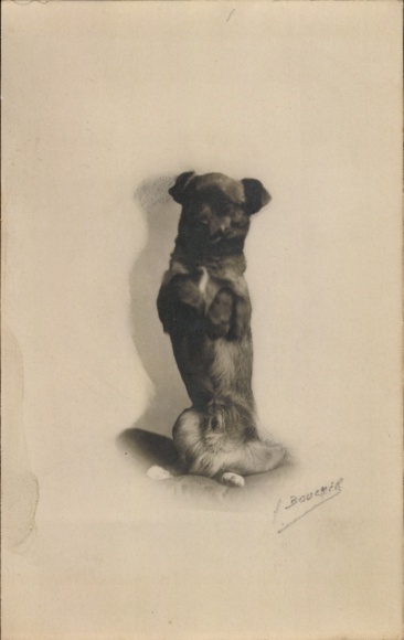 AK-hond doet een handstand, dierenportret