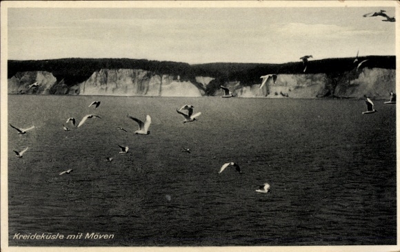 Ak Sassnitz auf Rügen, Kreideküste, Möwen