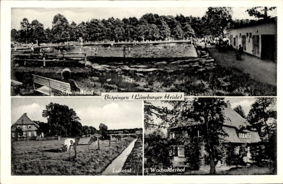 Postcard Bispingen in the Lüneburg Heath, swimming pool, Luhetal, Wacholderhof, cows