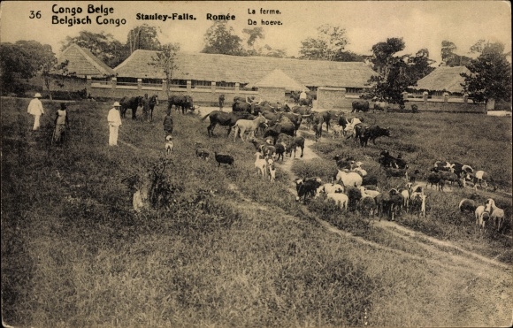 Postal Card Postcard DR Congo Zaire, Stanley Falls, Romee, la ferme, Rinder