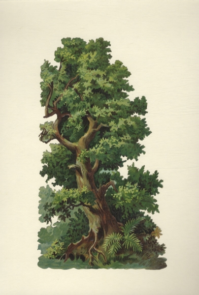 Oblate großer Laubbaum, ca. 23 x 13 cm