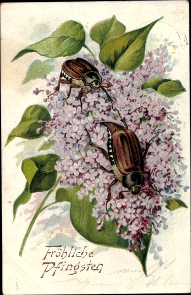 Embossed litho congratulations Pentecost, cockchafer, lilac