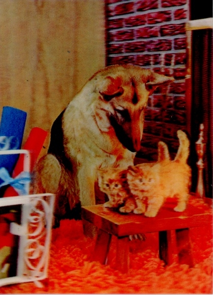3-D Ak Schäferhund, Kätzchen
