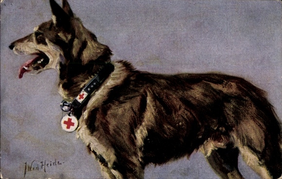 Kunstenaar Ak vd Heide, JW, medische hond, Duitse herder