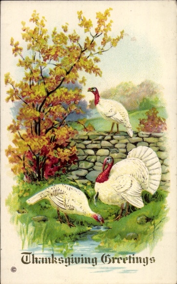 Ak Thanksgivinig Grüße, drei Truthähne