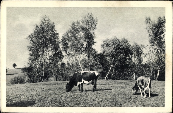 PC Vienna 1st inner city Austria, animal protection association, schoolyard 6, cattle on the pasture