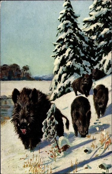 Artist Postcard Wild Boars, Young Animals, Christmas Trees