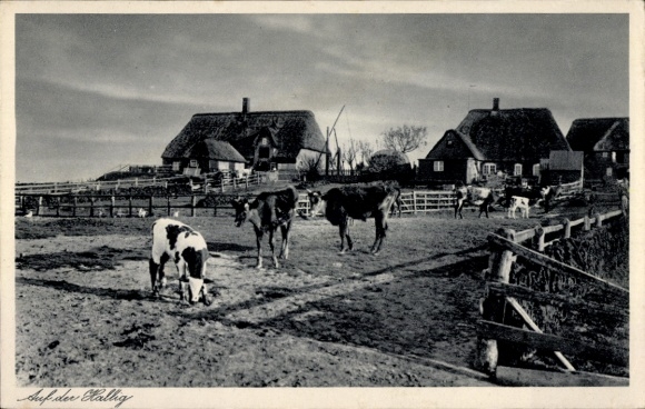 Ak Hallig Gröde in Noord-Friesland, Op de Hallig, kudde koeien