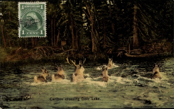 KP Nowa Fundlandia Kanada, Caribou przekracza Deer Lake