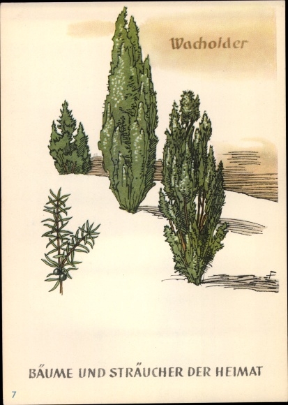 PC juniper, trees and shrubs from home, DJH youth hostel groschen