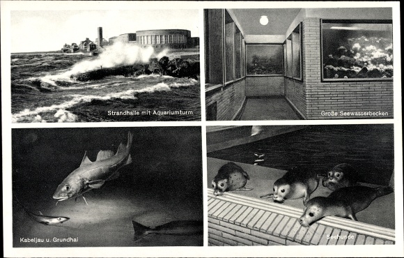 Postcard Wilhelmshaven in Lower Saxony, seawater aquarium, beach hall, seals, cod
