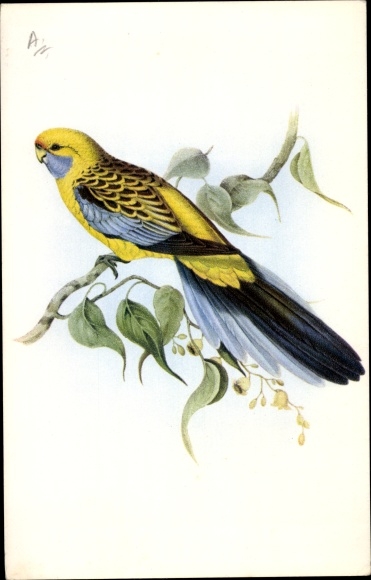 Artist Postcard Gloud, J., Platycercus Flaveolus, Straw Parakeet