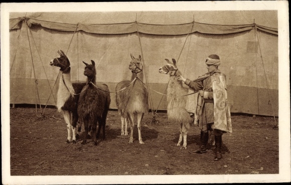 Postcard large predator show and Circus Willy Hagenbeck, llamas