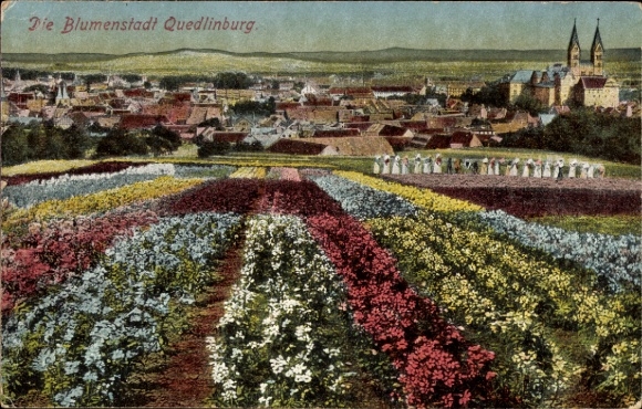 Ak Quedlinburg in het Harzgebergte, bloemenstad, kleurrijke bloemenvelden, stadsgezicht, gebouwen