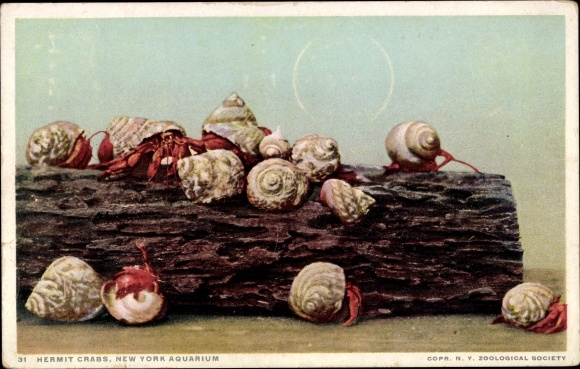 Postcard New York City USA, Hermit Crabs, Aquarium