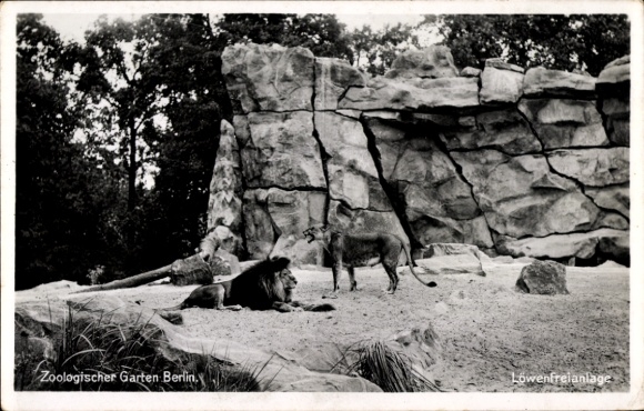 Ak Berlin, Zoologischer Garten, Löwenfreianlage