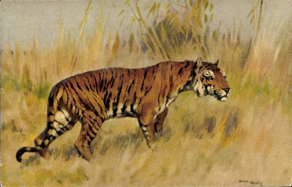 Artist Postcard Tiger in the Savannah
