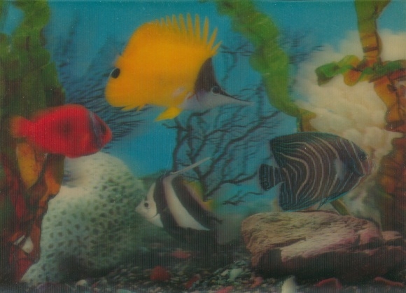3-D Postcard Colorful fish in the aquarium