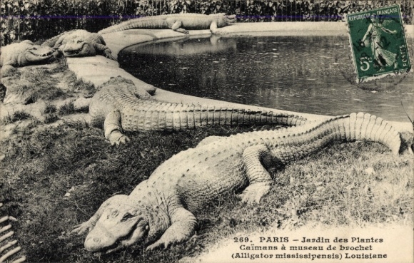 PC Paris V, Jardin des Plantes, Caymans