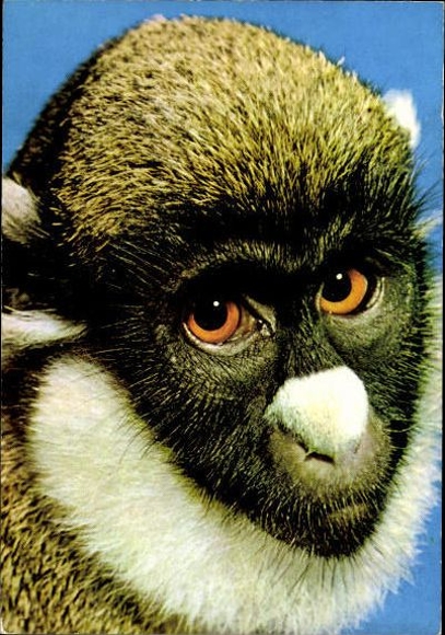 12 old Postcard monkeys, various views