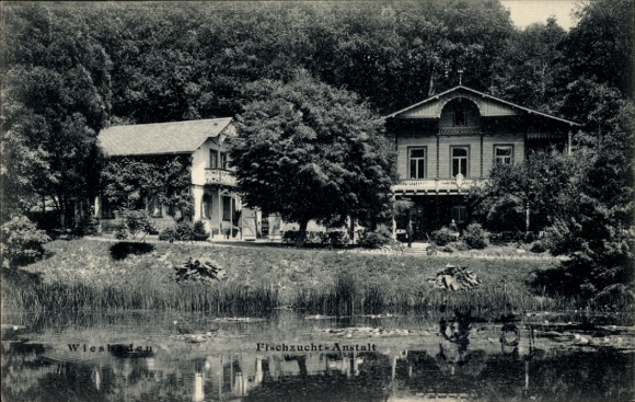 Ak Wiesbaden, Fischzucht Anstalt, Teich