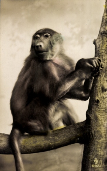 Postcard Zoo, monkey in a tree, baboon