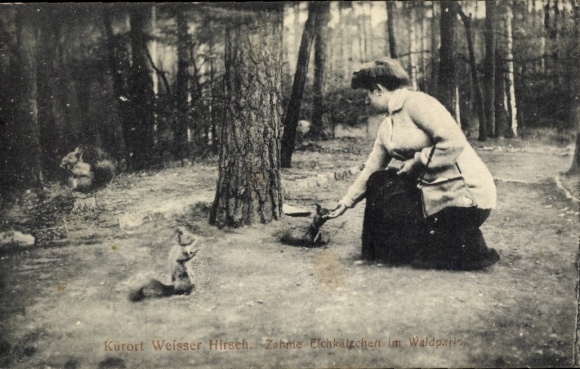 Postcard Dresden White Deer, Tame Squirrels in the Forest Park, Woman