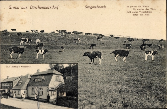 Ak Dürrhennersdorf in Oberlausitz, herberg Carl Röthig, jongveeweide