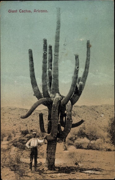 Postcard Arizona USA, Giant Cactus, Kaktus